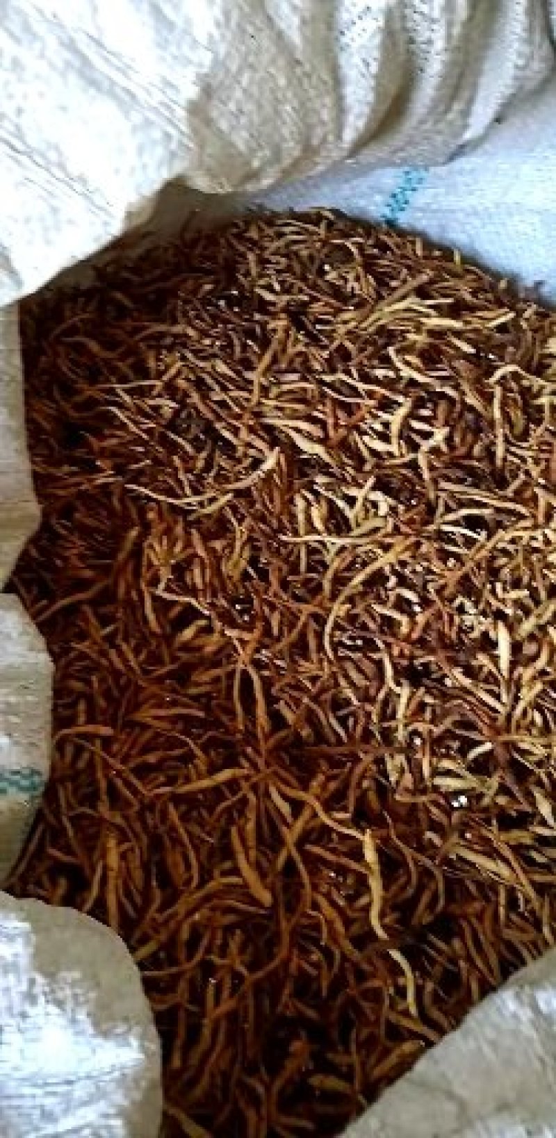 东北节菖蒲，也是菖蒲，也是小黄根，九节菖蒲
