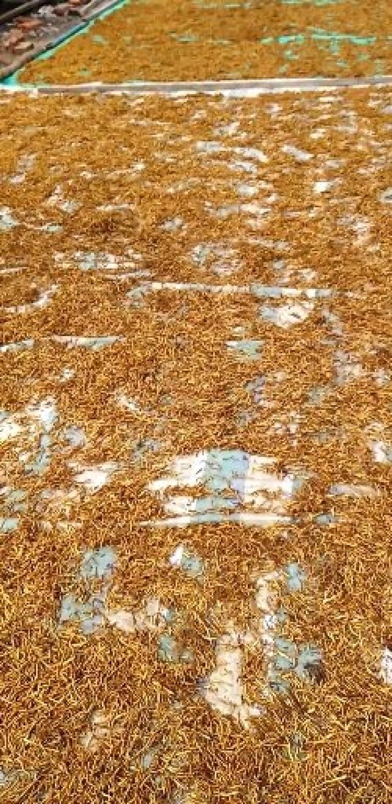 东北节菖蒲，也是菖蒲，也是小黄根，九节菖蒲