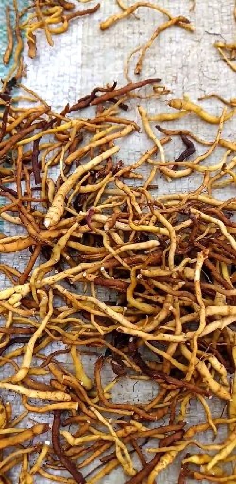 东北节菖蒲，也是菖蒲，也是小黄根，九节菖蒲