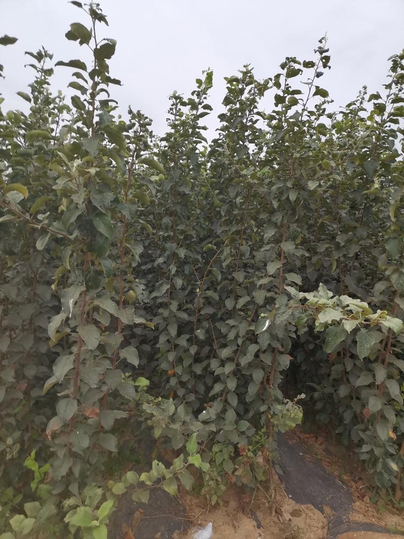维纳斯黄金苹果苗，成活率高，技术指导，保品种，可签合同