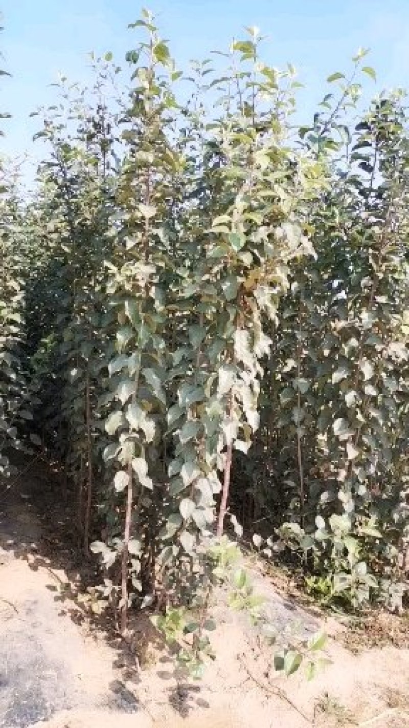 鲁丽苹果苗，成活率高，技术指导，保品种，可签合同