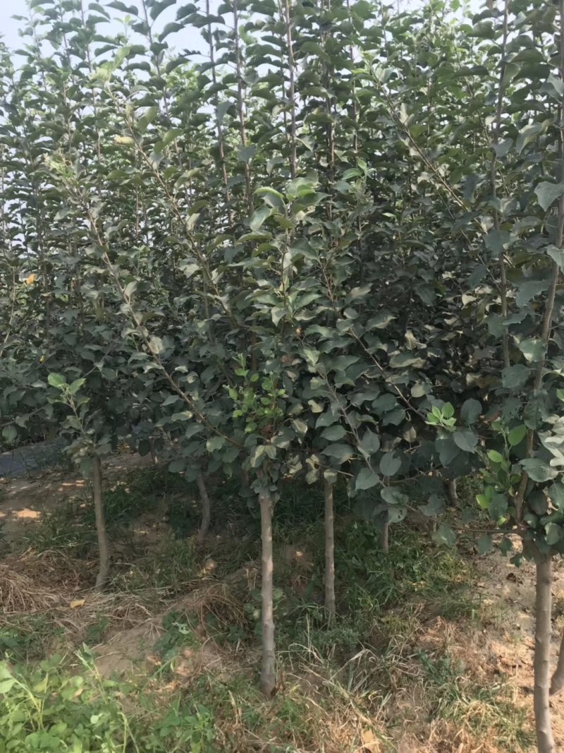 鲁丽苹果苗，成活率高，技术指导，保品种，可签合同