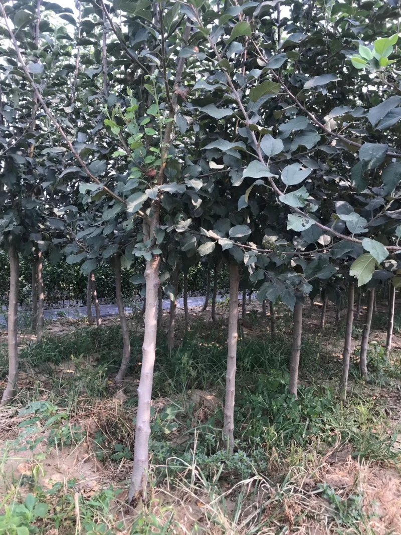 鲁丽苹果苗，成活率高，技术指导，保品种，可签合同