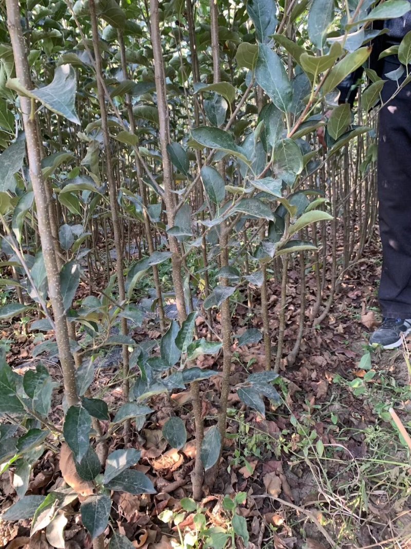 鲁丽苹果苗，成活率高，技术指导，保品种，可签合同