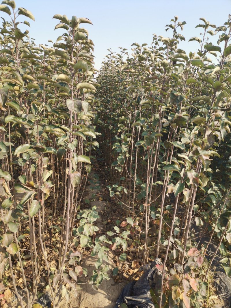 鲁丽苹果苗，成活率高，技术指导，保品种，可签合同