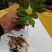 东北节菖蒲，也是菖蒲，也是小黄根，九节菖蒲