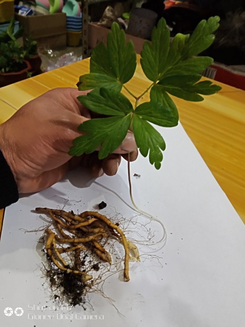 东北节菖蒲，也是菖蒲，也是小黄根，九节菖蒲