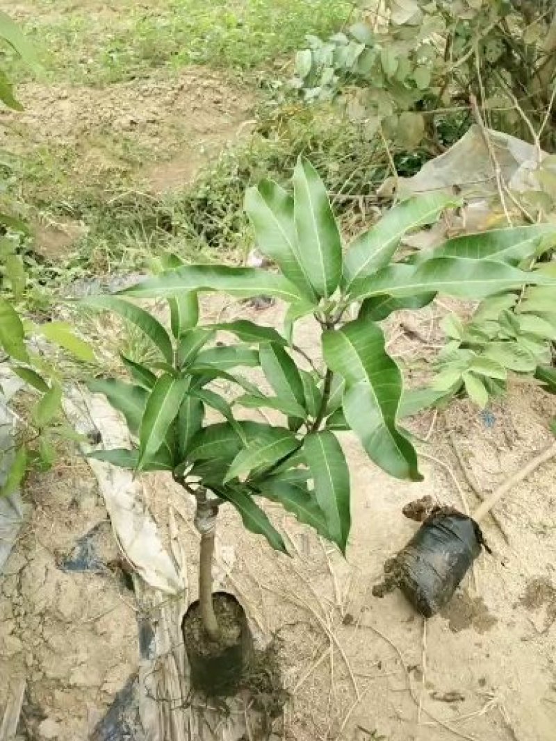 金煌芒树苗果大，肉多，水分足品种好种类齐全