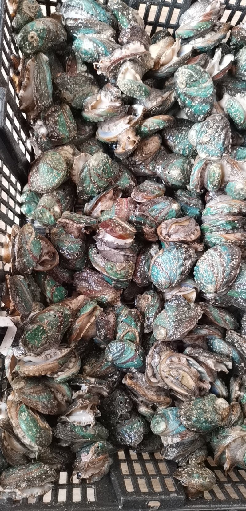 鲍鱼，鲜活发货，九孔鲍，各种规格，！对应价格请拍对应个数