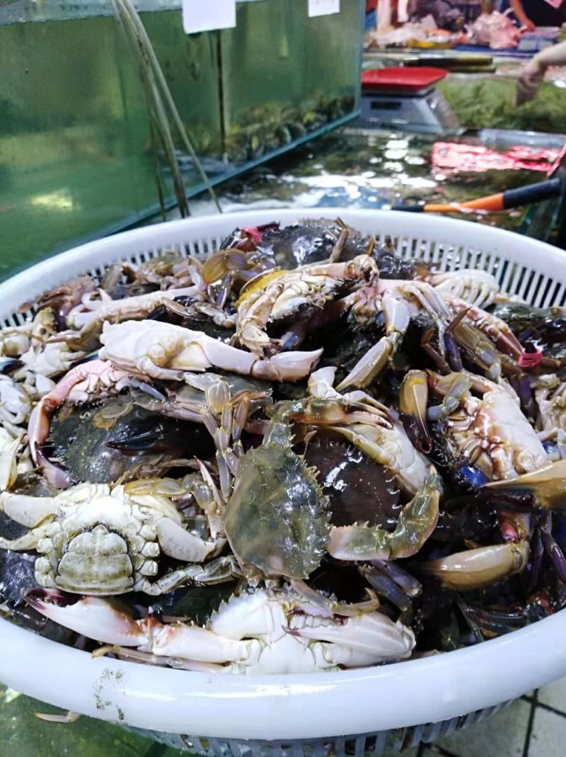 石蟹别称花盖蟹公母混净重20斤一箱