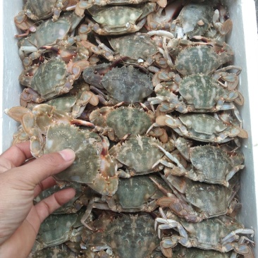 石蟹别称花盖蟹公母混净重20斤一箱
