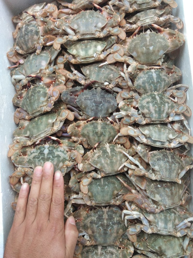 石蟹别称花盖蟹公母混净重20斤一箱