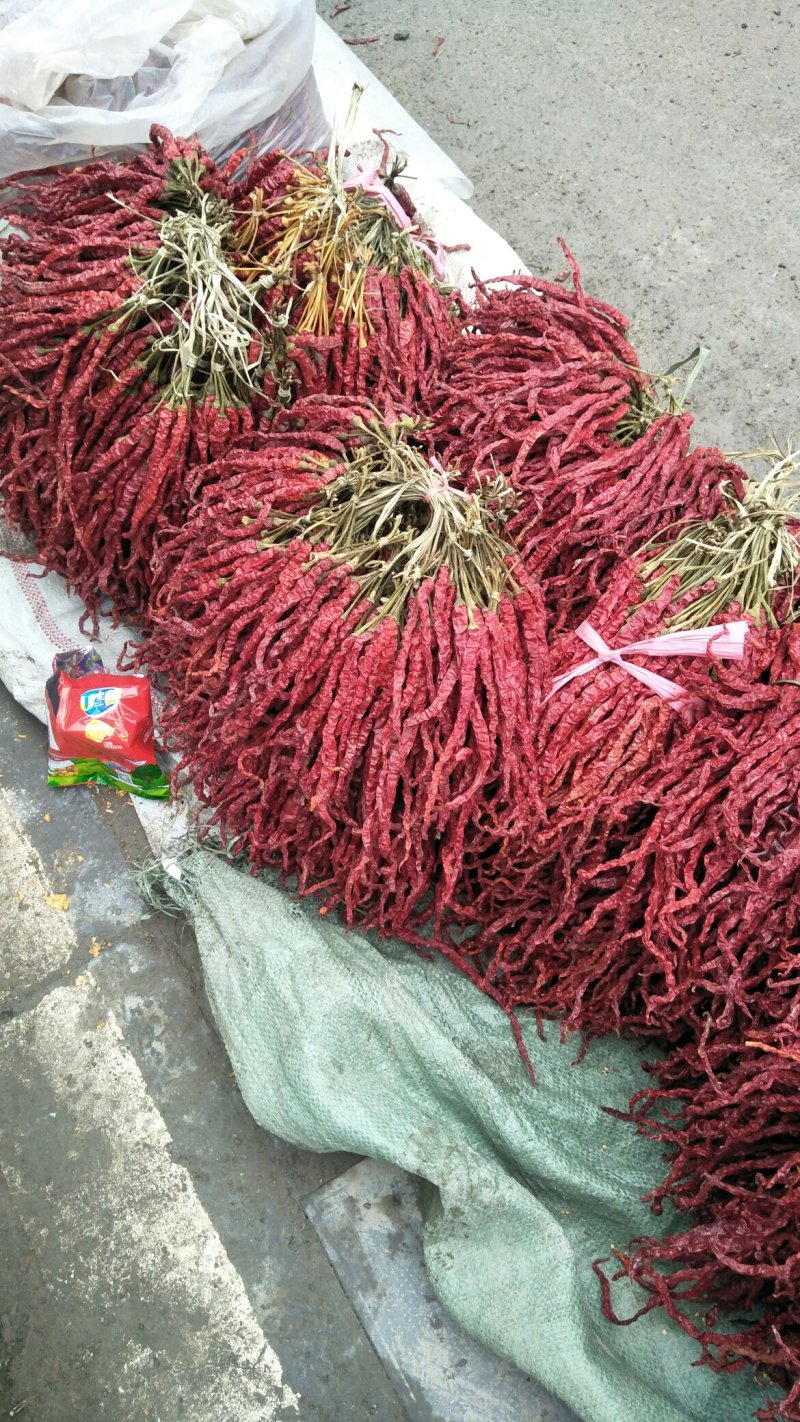 大方本地土特产二荆条线椒