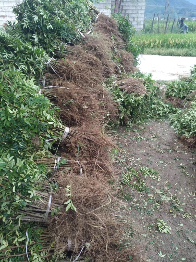 大红袍花椒地苗，贡椒地苗。价格便宜技术指导