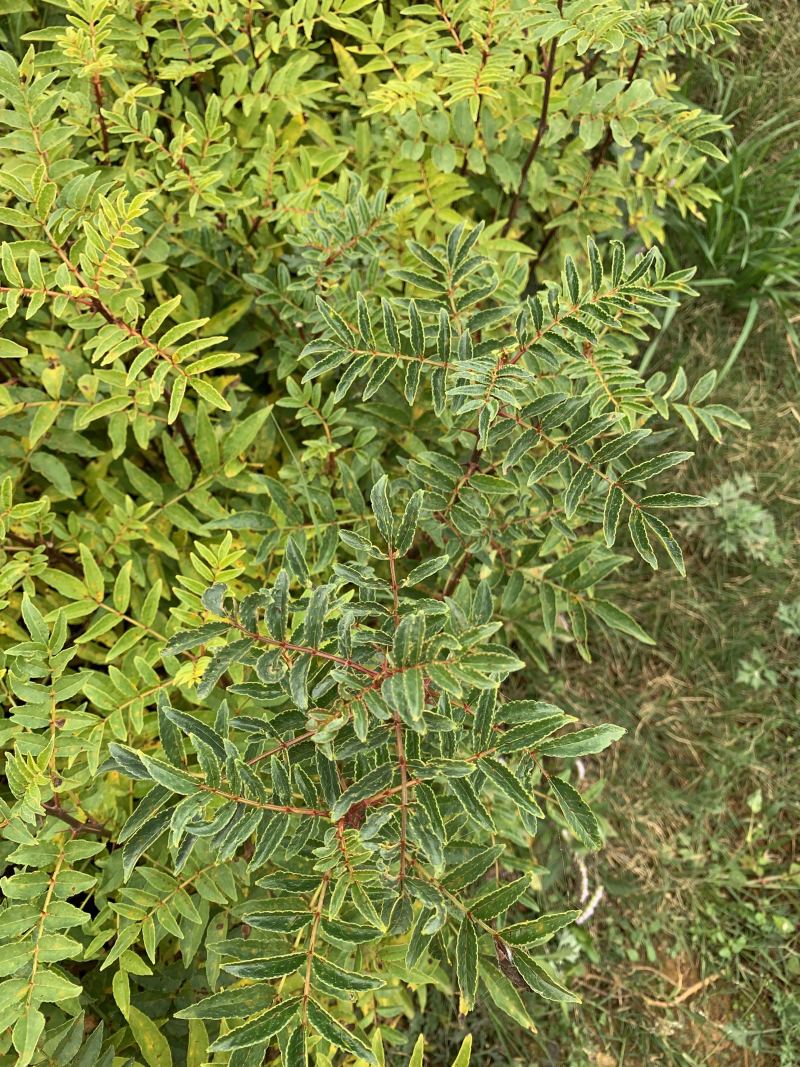 大红袍花椒地苗，贡椒地苗。价格便宜技术指导