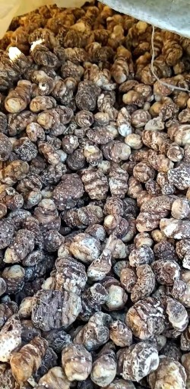 东北重楼，高丽瓜，也是头顶一颗珠，白花延灵草。