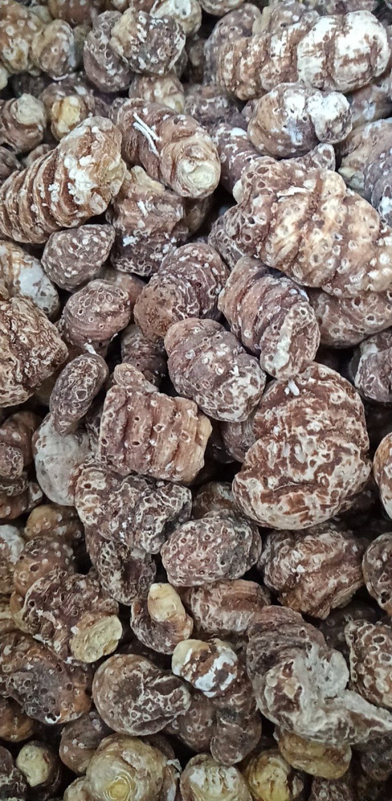 东北重楼，高丽瓜，也是头顶一颗珠，白花延灵草。