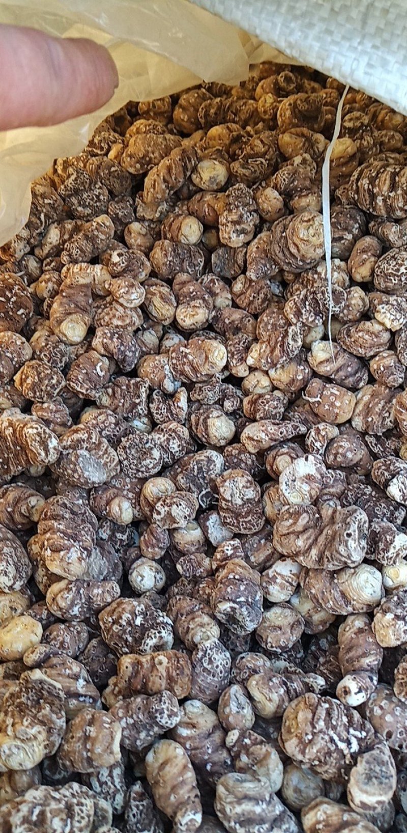 东北重楼，高丽瓜，也是头顶一颗珠，白花延灵草。