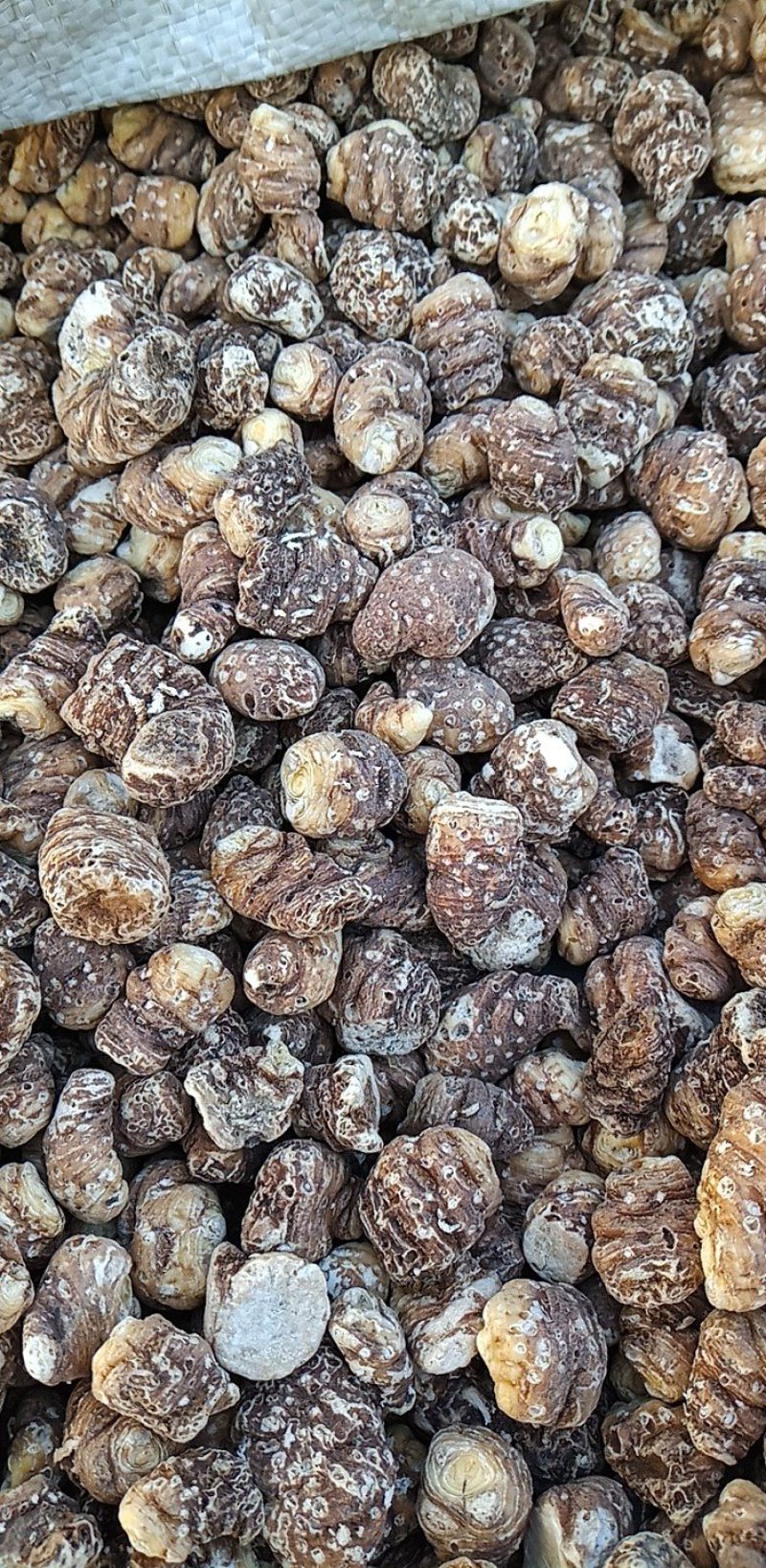 东北重楼，高丽瓜，也是头顶一颗珠，白花延灵草。