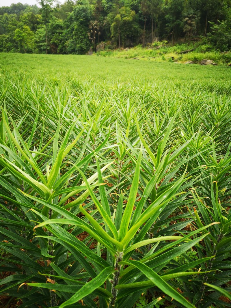 恩施农家自种优质烘干百合干货源充足虚假包赔味微苦