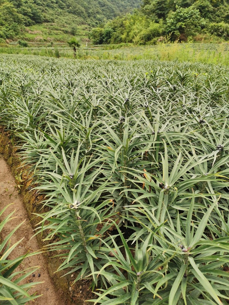 恩施农家自种优质烘干百合干货源充足虚假包赔味微苦