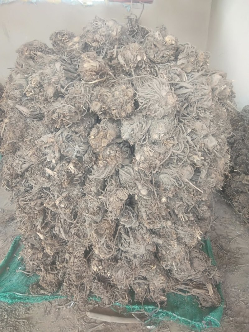 羌活