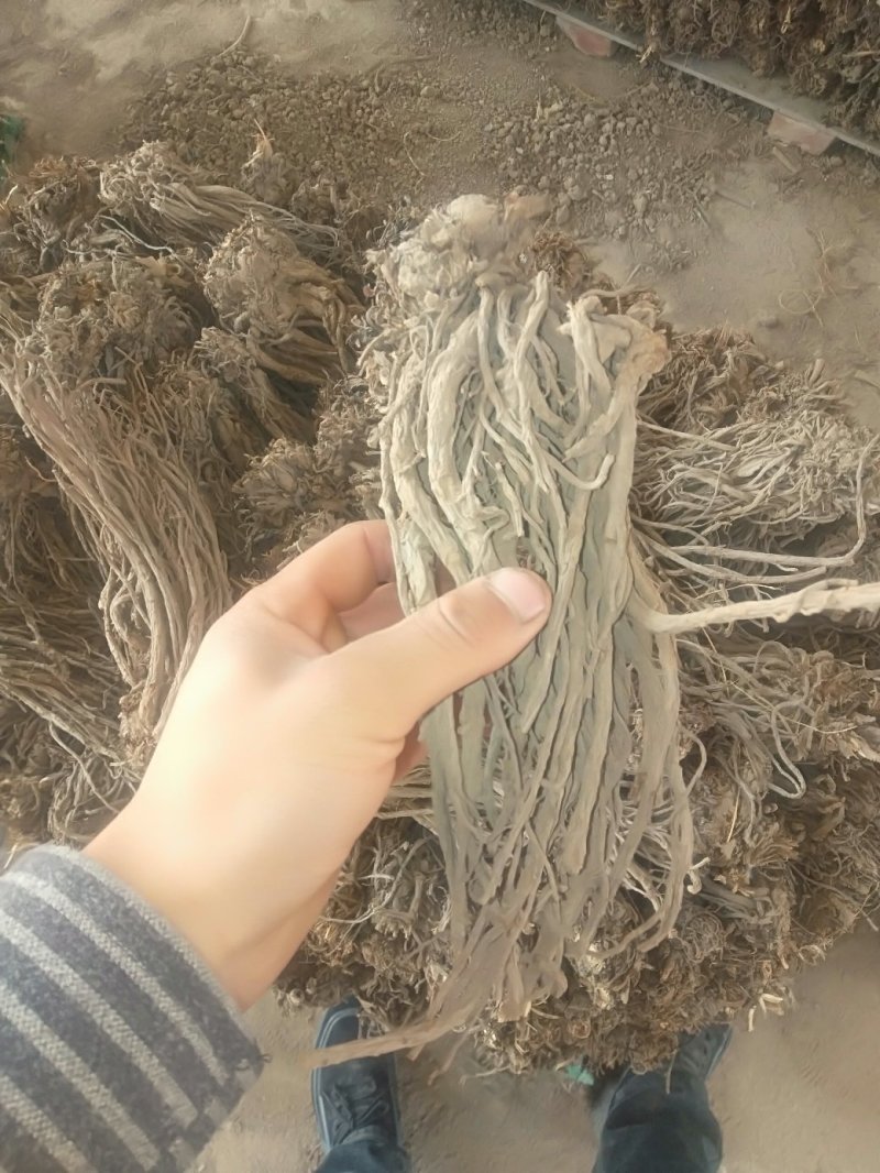 羌活