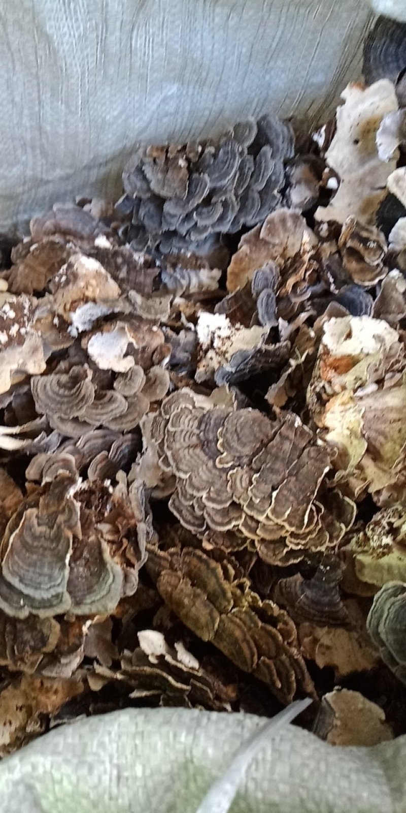 云芝，东北云芝蘑，杂色云芝蘑，灰色云芝蘑，白里芸芝蘑。