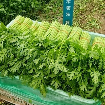 茼蒿
