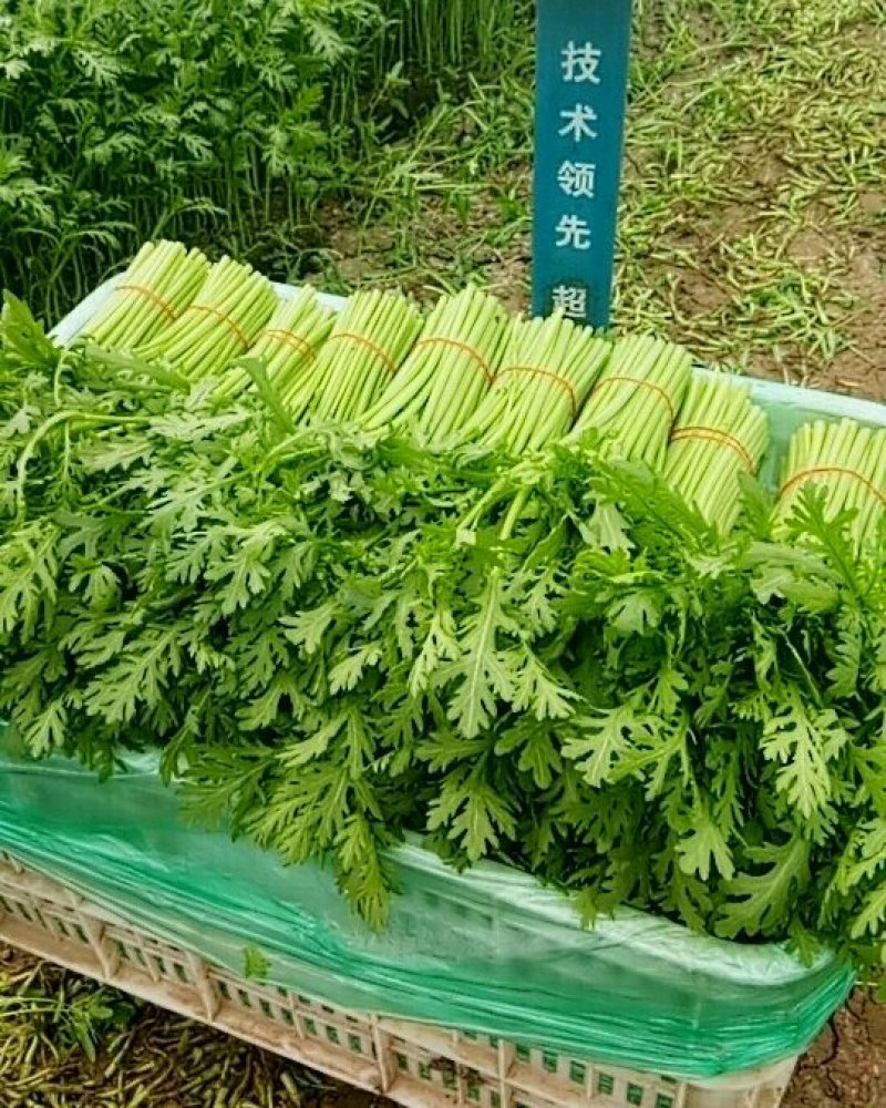 茼蒿