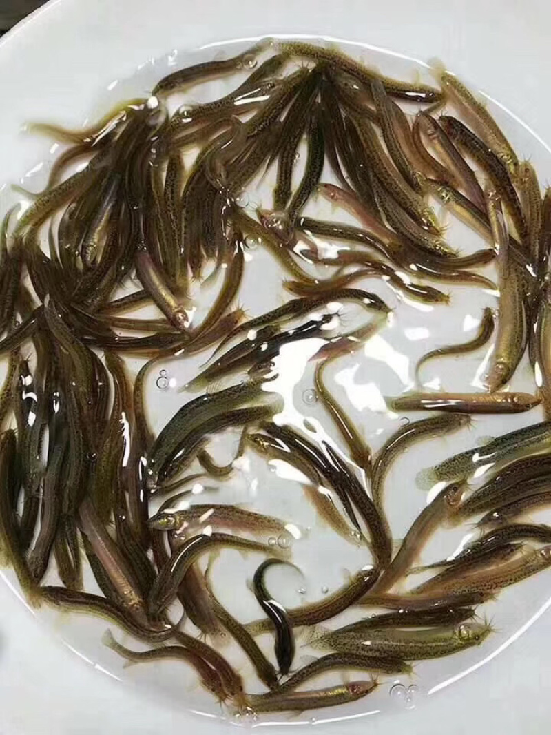 杂交本地泥鳅鱼苗全国可以发货送货上门