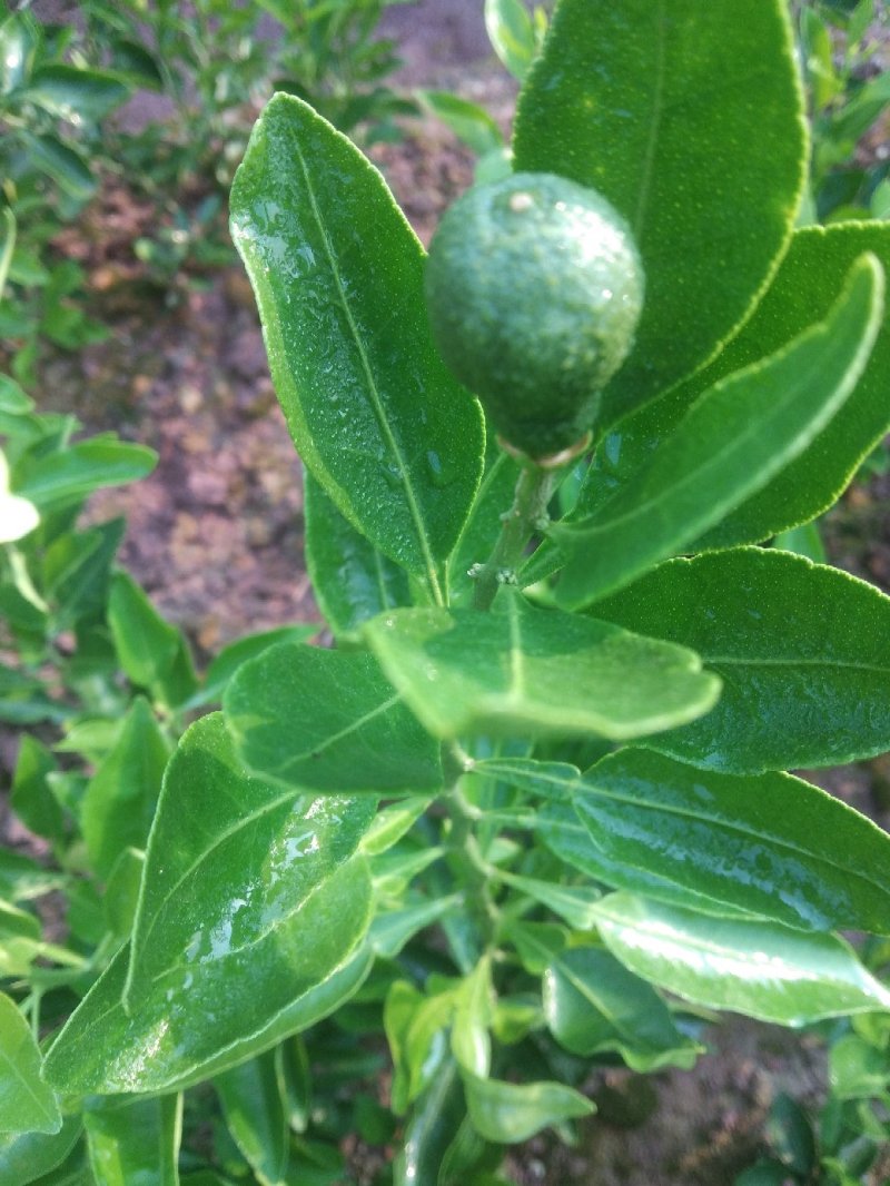 四川红桔种子，颗颗饱满，粒粒晶莹剔透，