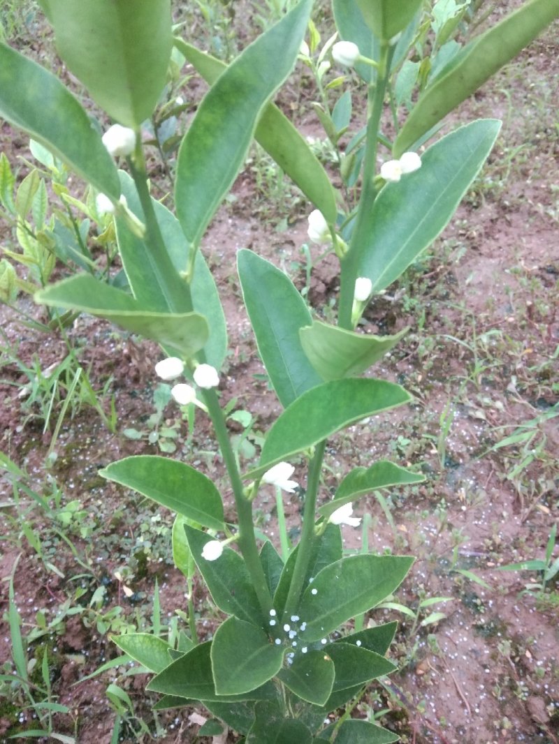 四川红桔种子，颗颗饱满，粒粒晶莹剔透，