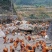 散养土鸡。