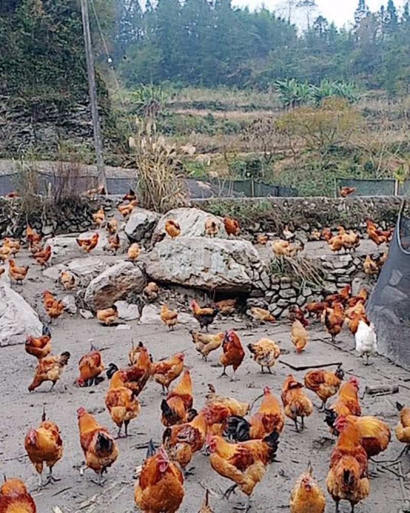 散养土鸡。