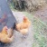散养土鸡。