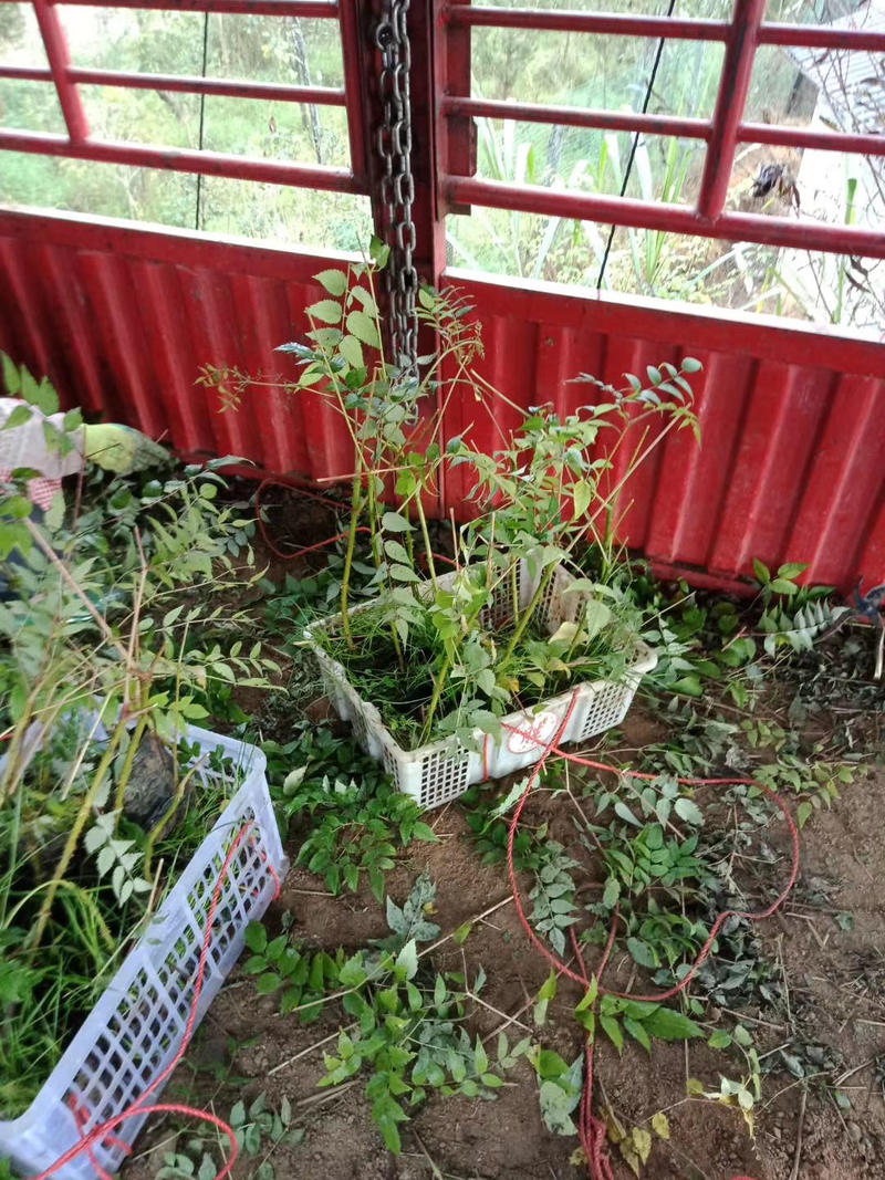 刺嫩芽苗山里红，品种好，容易管理。餐桌上的美食