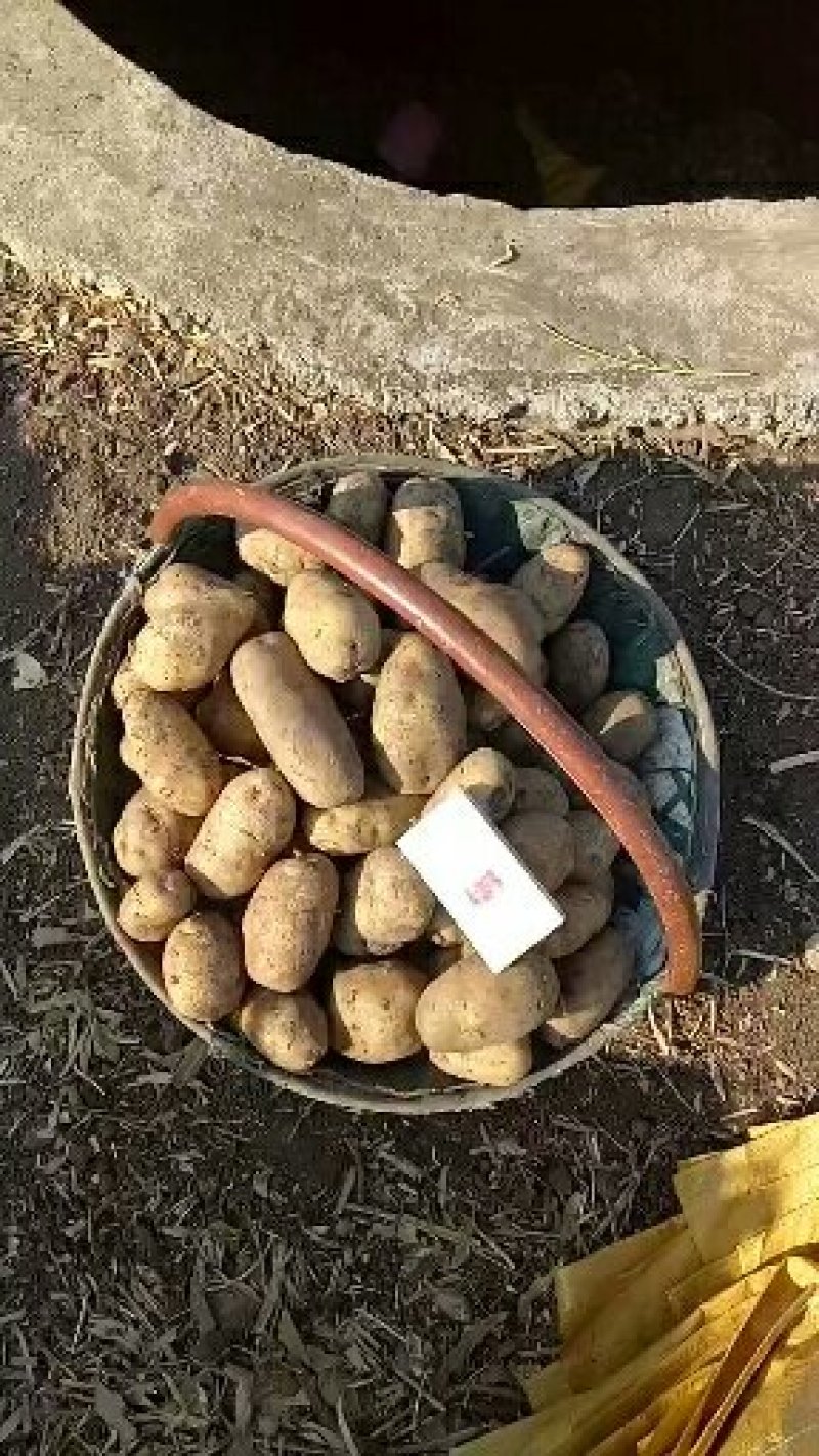 【精品】内蒙荷兰十五土豆种子，荷兰806种子，荷兰七种子