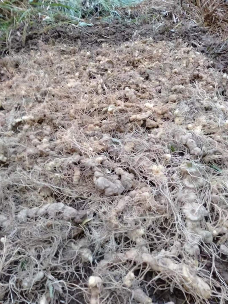 多年多花黄精生片煲汤泡茶