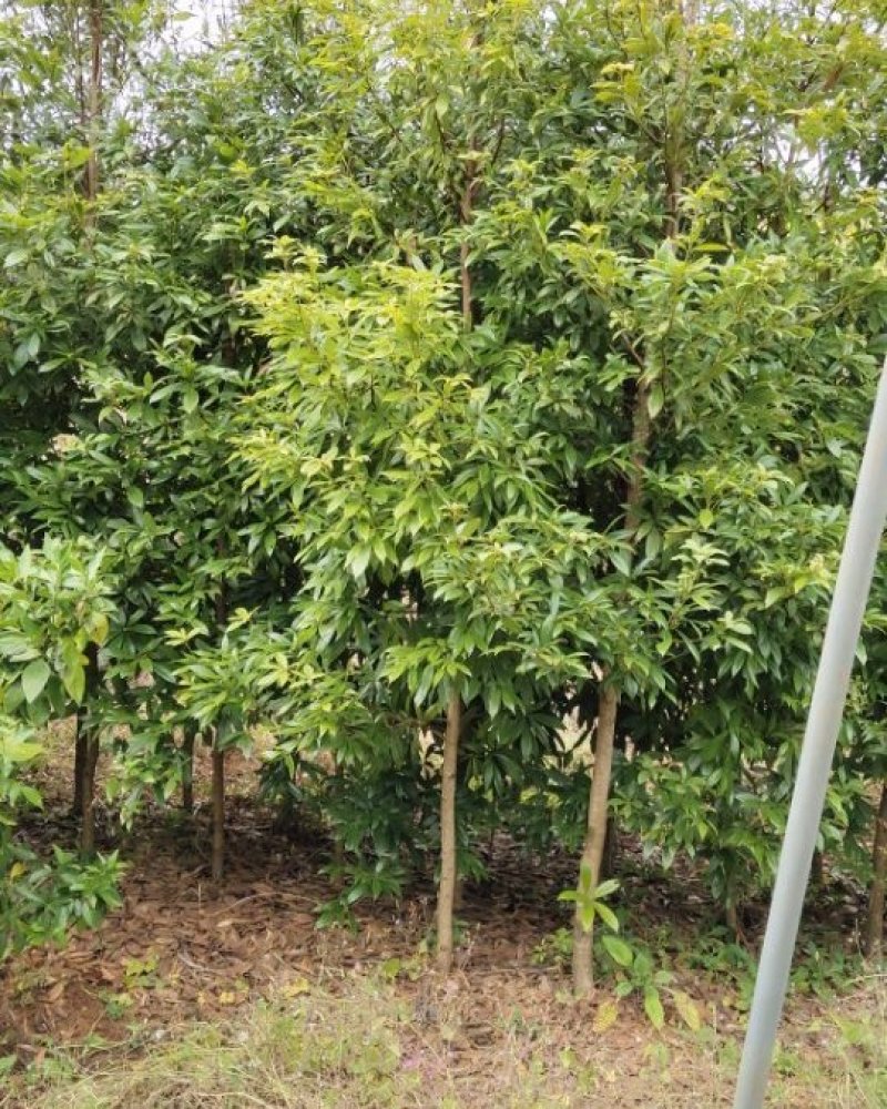楠木苗出售浙江楠木5公分以上