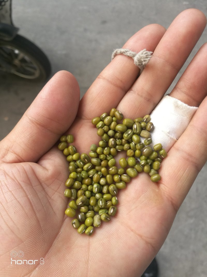 绿豆，原产地在缅甸地区，现在我国的部分地区皆有种值