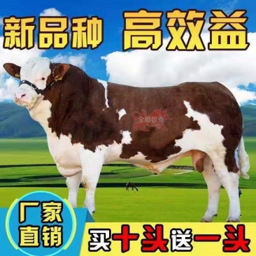 西门塔尔，鲁西黄牛，改良肉牛苗犊免费供应养殖技术