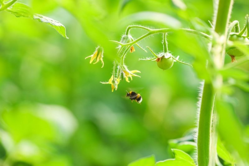 熊蜂优质授粉熊蜂番茄草莓蓝莓授粉活力好质量可靠