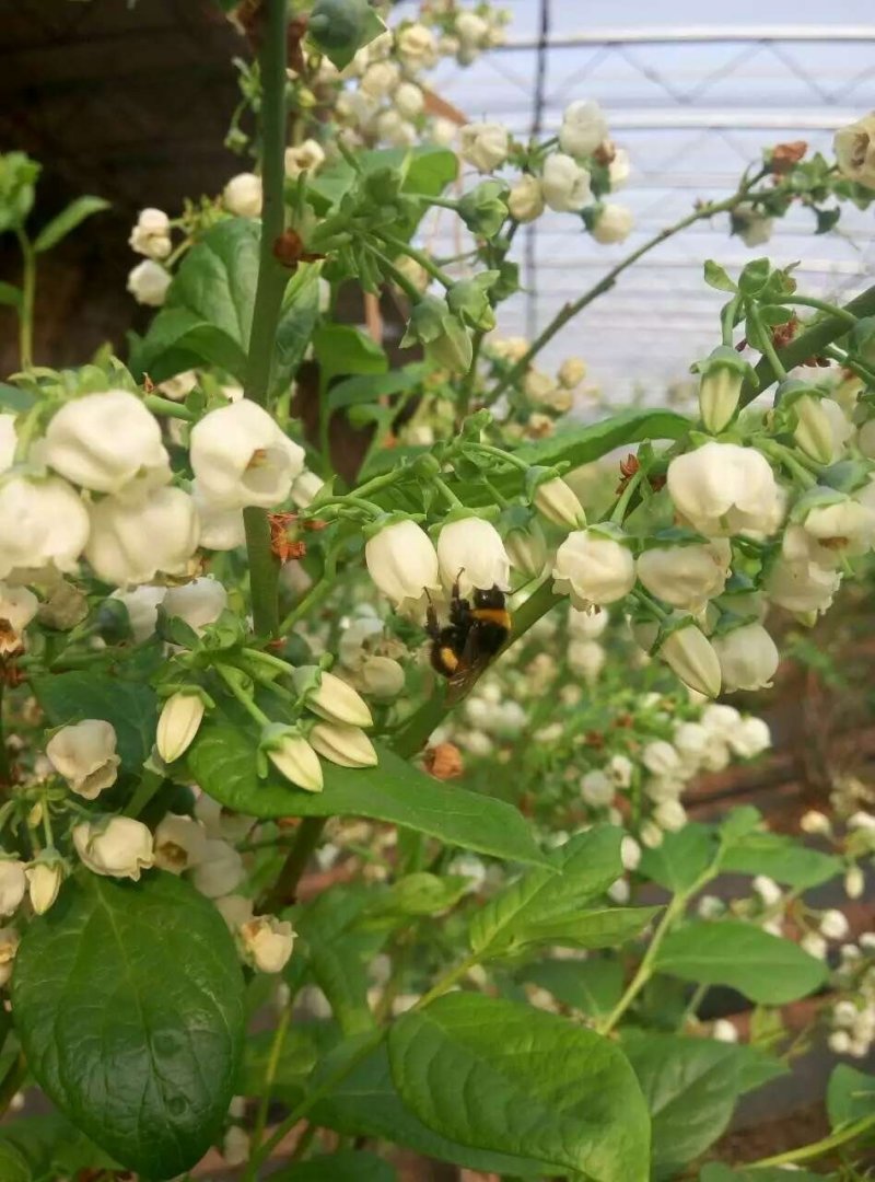 熊蜂优质授粉熊蜂番茄草莓蓝莓授粉活力好质量可靠