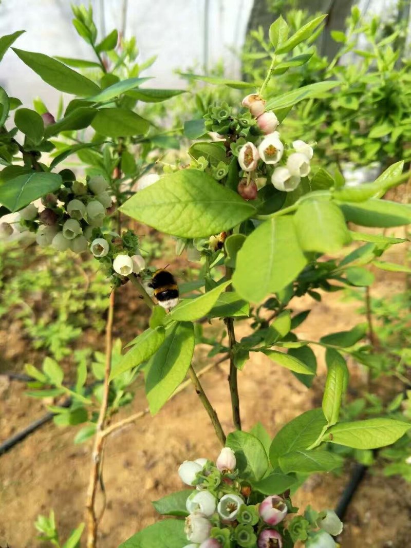 熊蜂优质授粉熊蜂番茄草莓蓝莓授粉活力好质量可靠