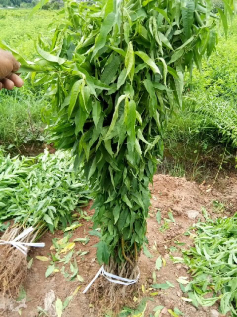 中熟雪桃苗鹰嘴蜜桃，红宝石冬桃都有。