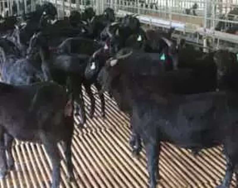 努比亚黑山羊。乌骨羊。全国包邮。免费运输。