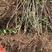 玛瑙红樱桃苗，无病虫害，根系好成活率高。品种保证