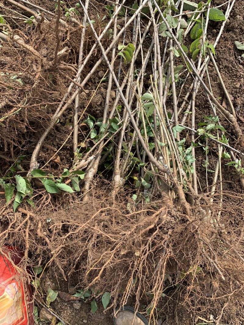 玛瑙红樱桃苗，无病虫害，根系好成活率高。品种保证