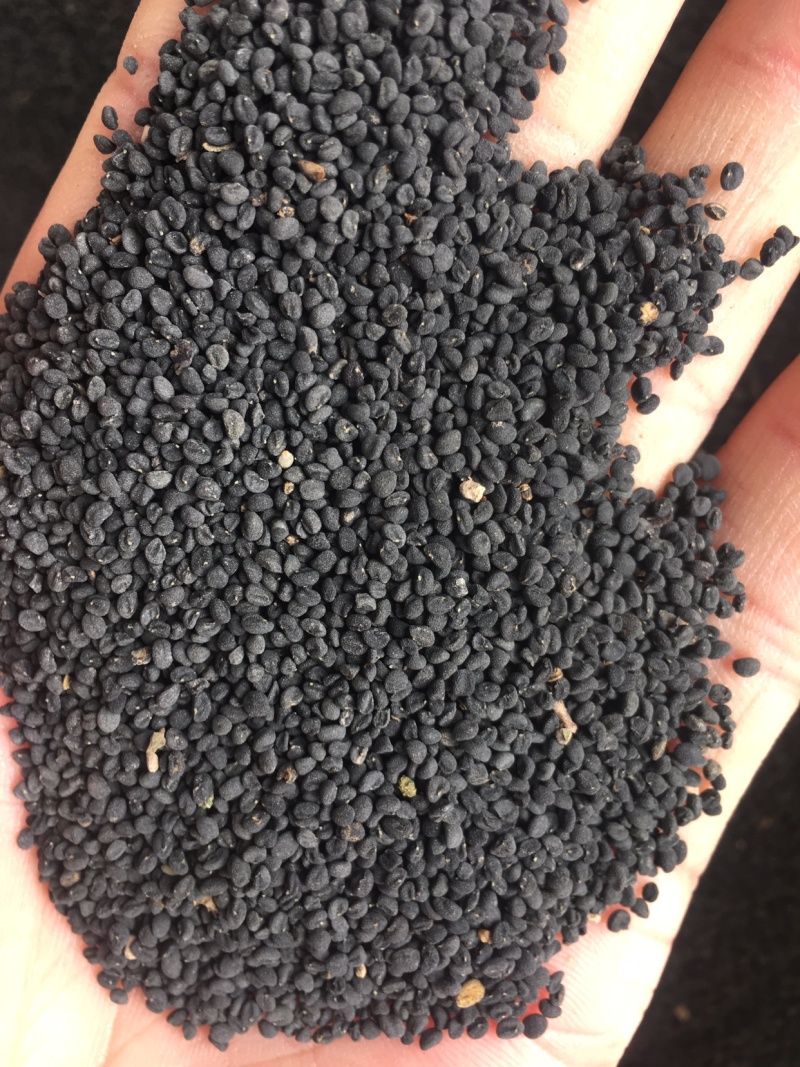 年纯新黄芩种籽过风过大小筛发芽率高